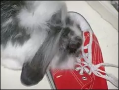 Color picture of rabbit on crime